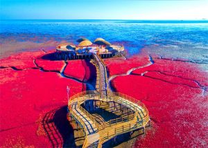 盘锦红海滩